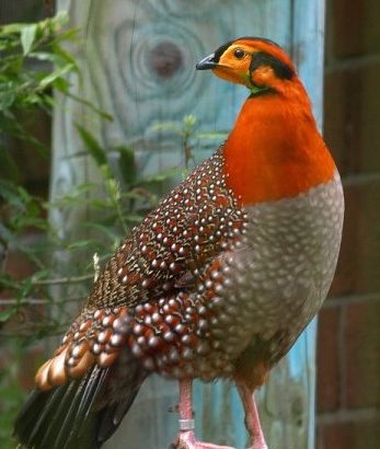 Tragopans Pheasants Fowls
