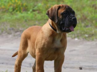 Bullmastiff Puppies