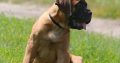 Bullmastiff Puppies
