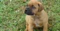 Bullmastiff puppies for sale