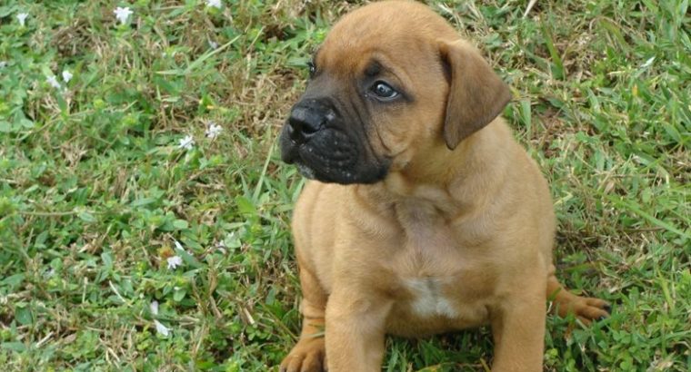 Bullmastiff puppies for sale