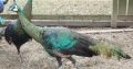 Peacocks and Peahens Pairs