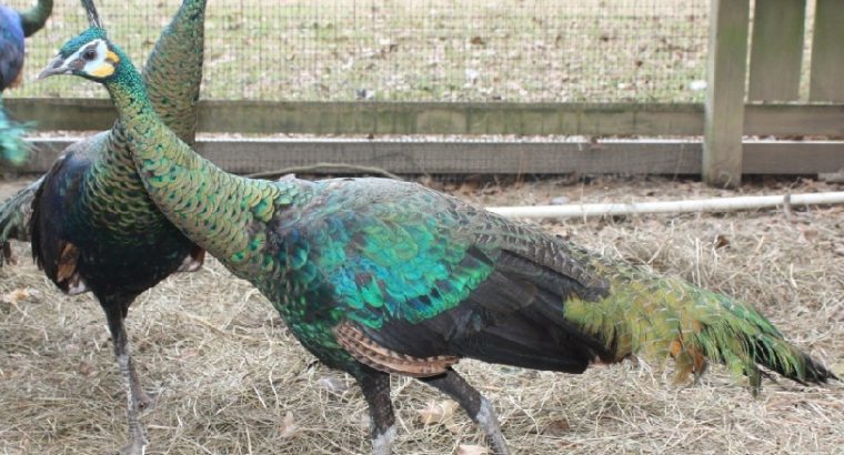 Peacocks and Peahens Pairs