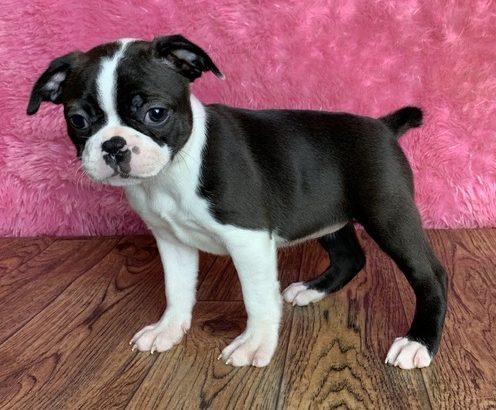Registered boston terrier puppies for sale