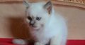 Female Persian ragdoll kittens available now 9 weeks old.