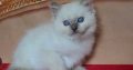 Female Persian ragdoll kittens available now 9 weeks old.