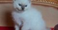 Female Persian ragdoll kittens available now 9 weeks old.
