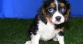 cavalier king Charles spaniel puppies ready for sale