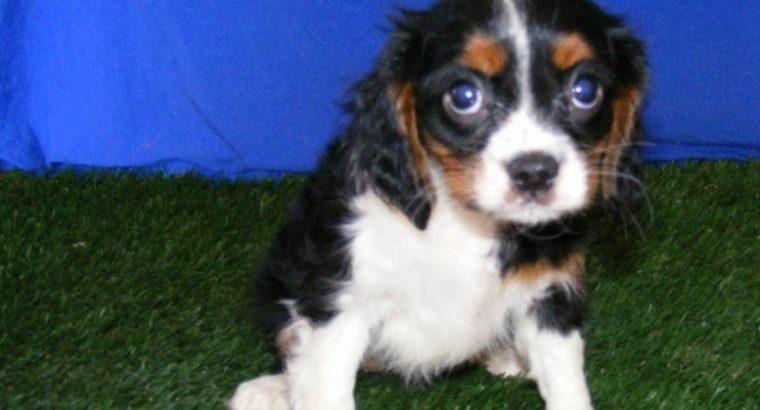 cavalier king Charles spaniel puppies ready for sale