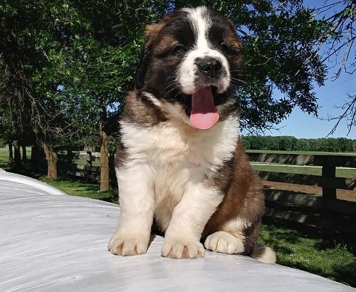 Purebred beautiful Four males and three females Stain Bernard puppies.