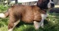 Purebred beautiful Four males and three females Stain Bernard puppies.