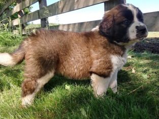 Purebred beautiful Four males and three females Stain Bernard puppies.