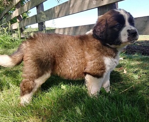 Purebred beautiful Four males and three females Stain Bernard puppies.