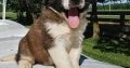 Purebred beautiful Four males and three females Stain Bernard puppies.