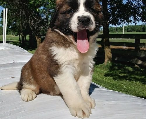 Purebred beautiful Four males and three females Stain Bernard puppies.
