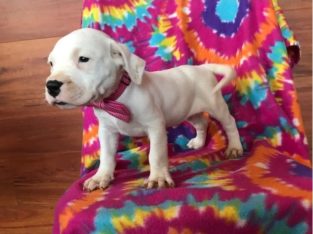 Dog Argentino Puppies For sale