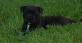 Beautiful Staffordshire bull terrier Puppies for sale.