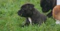 Beautiful Staffordshire bull terrier Puppies for sale.