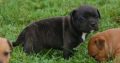 Beautiful Staffordshire bull terrier Puppies for sale.