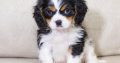 cavalier king Charles spaniel puppies ready for sale