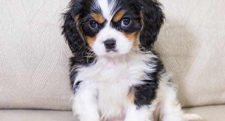 cavalier king Charles spaniel puppies ready for sale