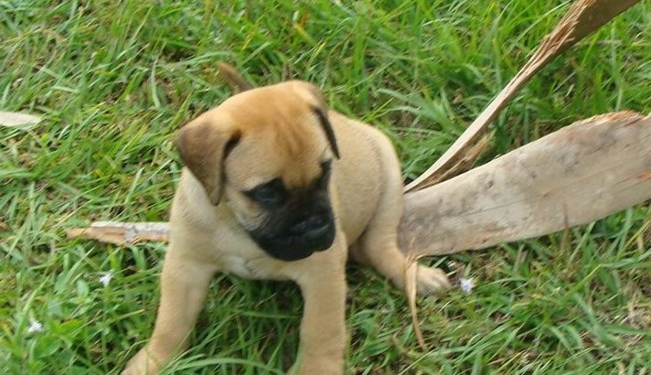 Bullmastiff puppies for sale