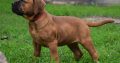 Bullmastiff Puppies