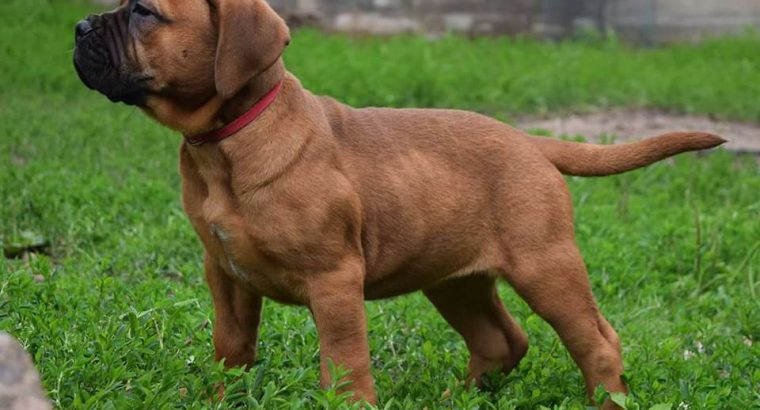 Bullmastiff Puppies