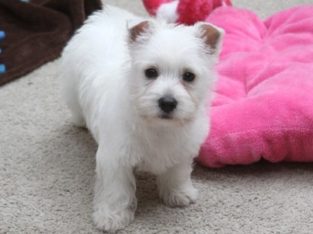 Pure breed Kusa registered Westie puppies for sale