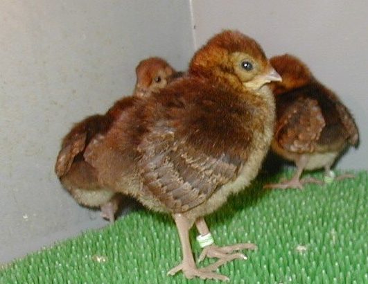 Tragopans Pheasants Fowls