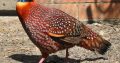 Tragopans Pheasants Fowls