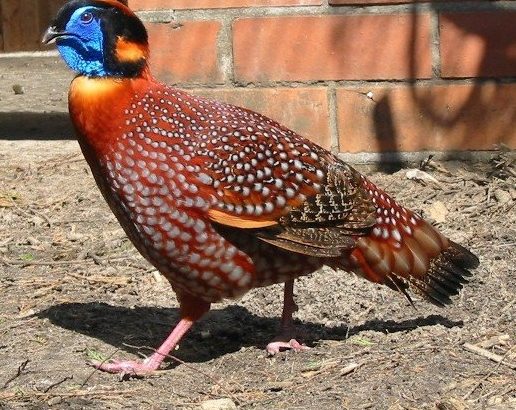 Tragopans Pheasants Fowls