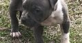 Beautiful Pedigree American pit bull terrier puppies.