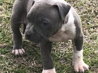 Beautiful Pedigree American pit bull terrier puppies.