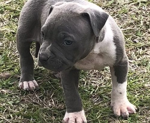 Beautiful Pedigree American pit bull terrier puppies.