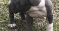 Beautiful Pedigree American pit bull terrier puppies.
