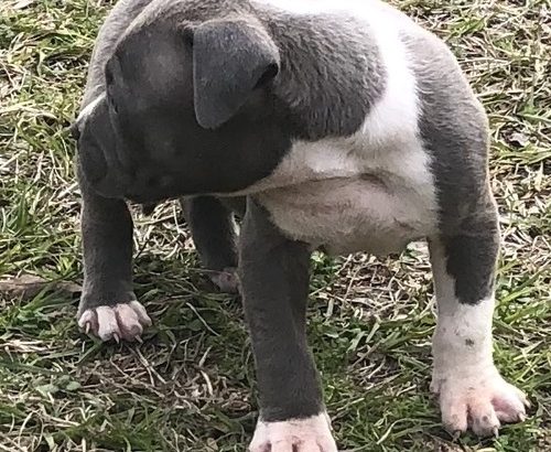 Beautiful Pedigree American pit bull terrier puppies.