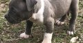 Beautiful Pedigree American pit bull terrier puppies.