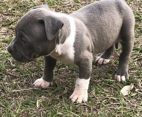 Beautiful Pedigree American pit bull terrier puppies.