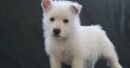 Pure breed Kusa registered Westie puppies for sale
