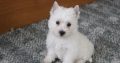 Pure breed Kusa registered Westie puppies for sale