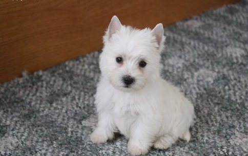 Pure breed Kusa registered Westie puppies for sale