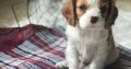 cavalier king Charles spaniel puppies ready for sale