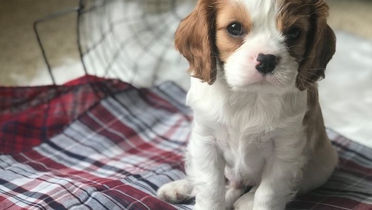 cavalier king Charles spaniel puppies ready for sale