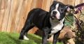 Registered boston terrier puppies for sale