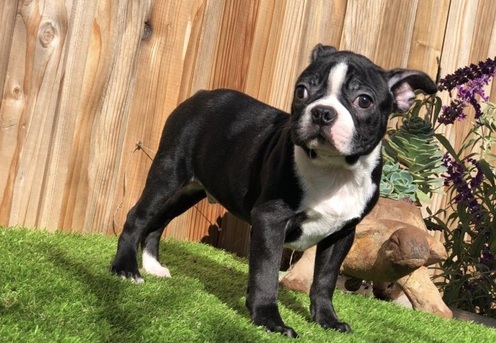Registered boston terrier puppies for sale