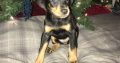 Adorable Doberman Pinscher puppies for sale
