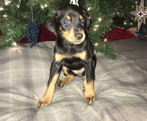 Adorable Doberman Pinscher puppies for sale