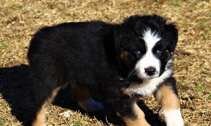 Registered Australian Shepherd puppies for love home.