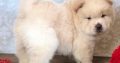 Registered Chow Chow puppies for sale